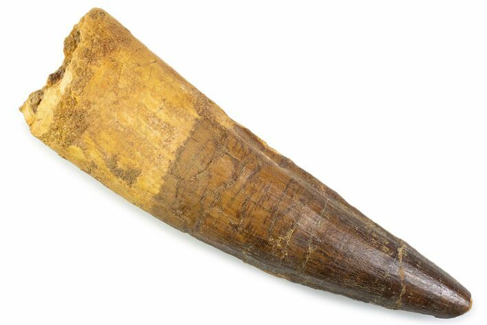Real Spinosaurus Tooth - Large Dinosaur Tooth #373995